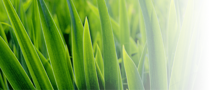 grass